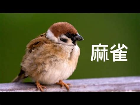 麻雀飛進家裡|【家裡飛進麻雀】家裡飛進麻雀的吉凶預兆：小心謹慎，福禍難測。